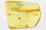 Detailed Fossil Ant-Loving Beetle (Pselaphinae) in Baltic Amber #307599-1